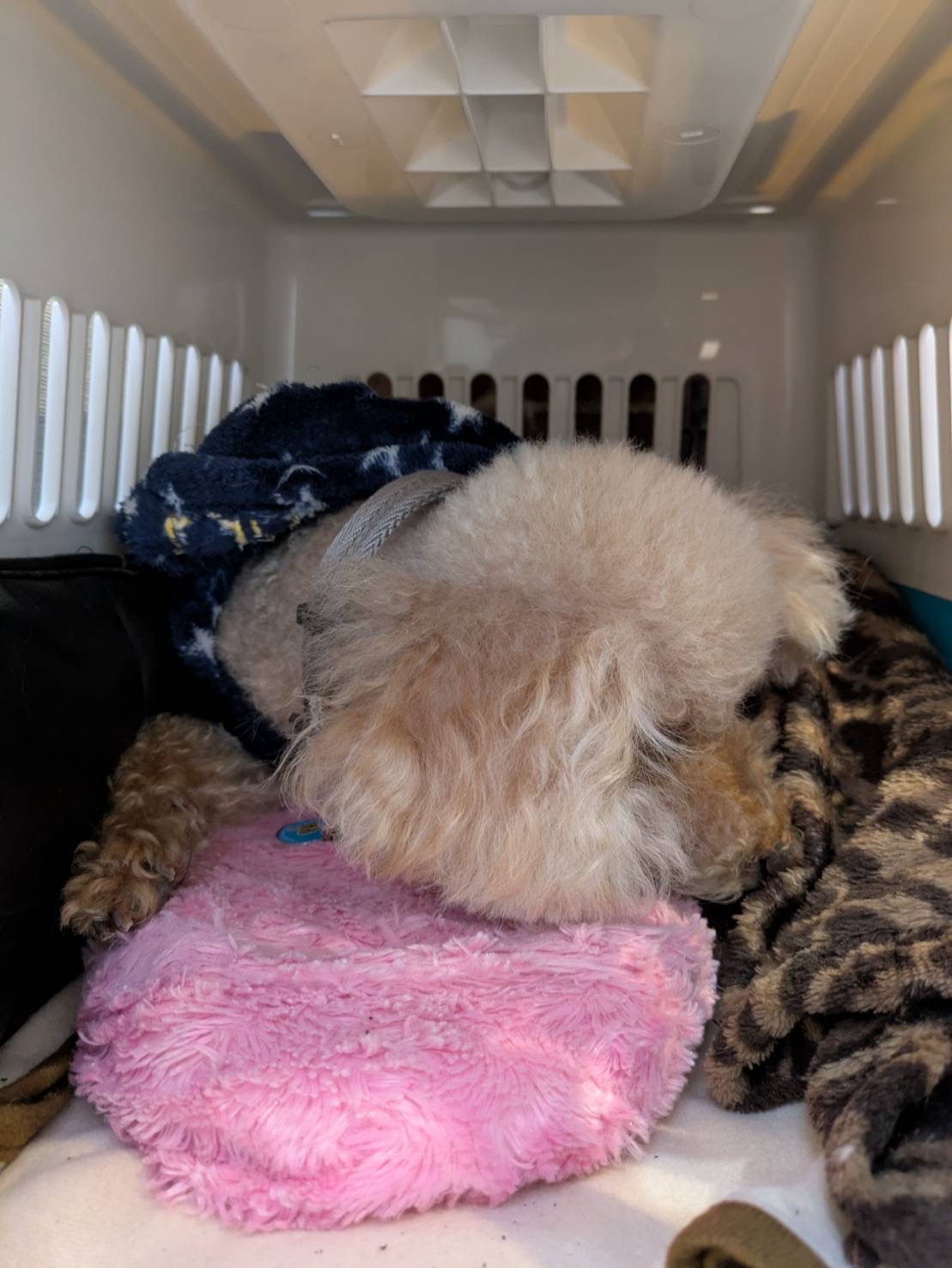 寒がり看板犬｜BinO磐田｜